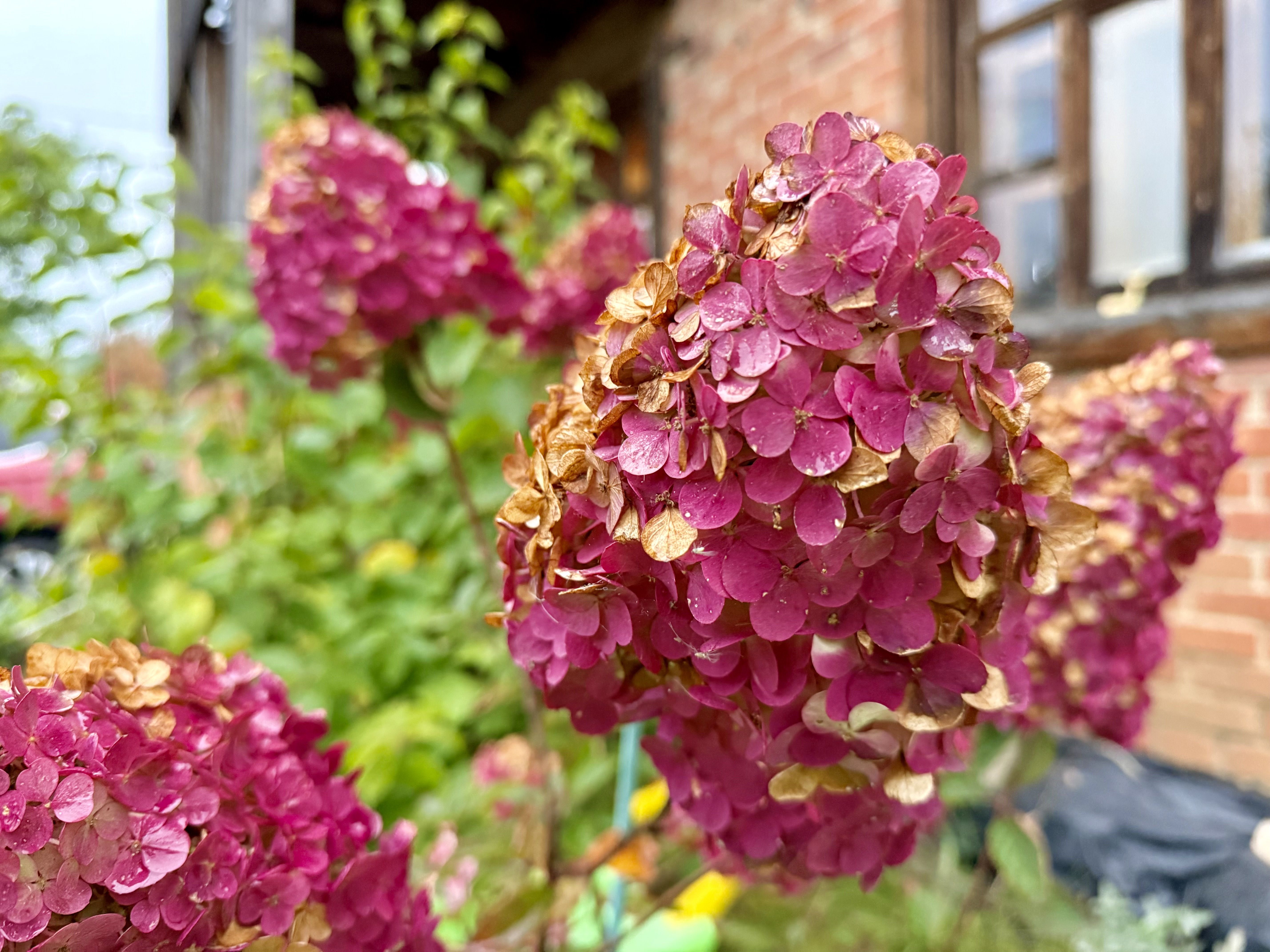 IMG_3715.jpeg