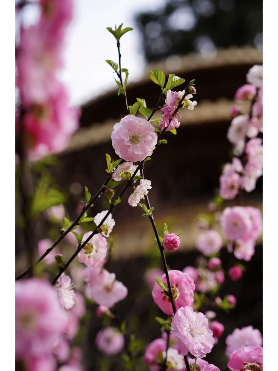 8.webp