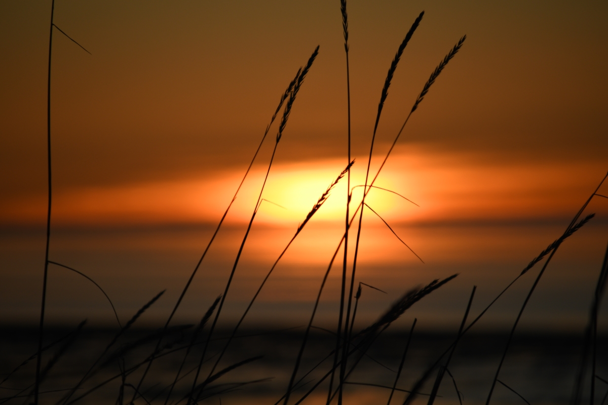 119 Grassy sunset 2.jpg