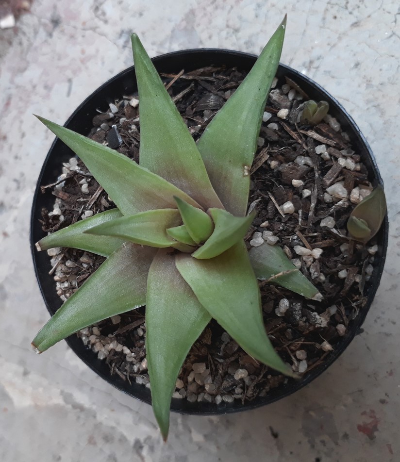 H. ubomboensis.jpg