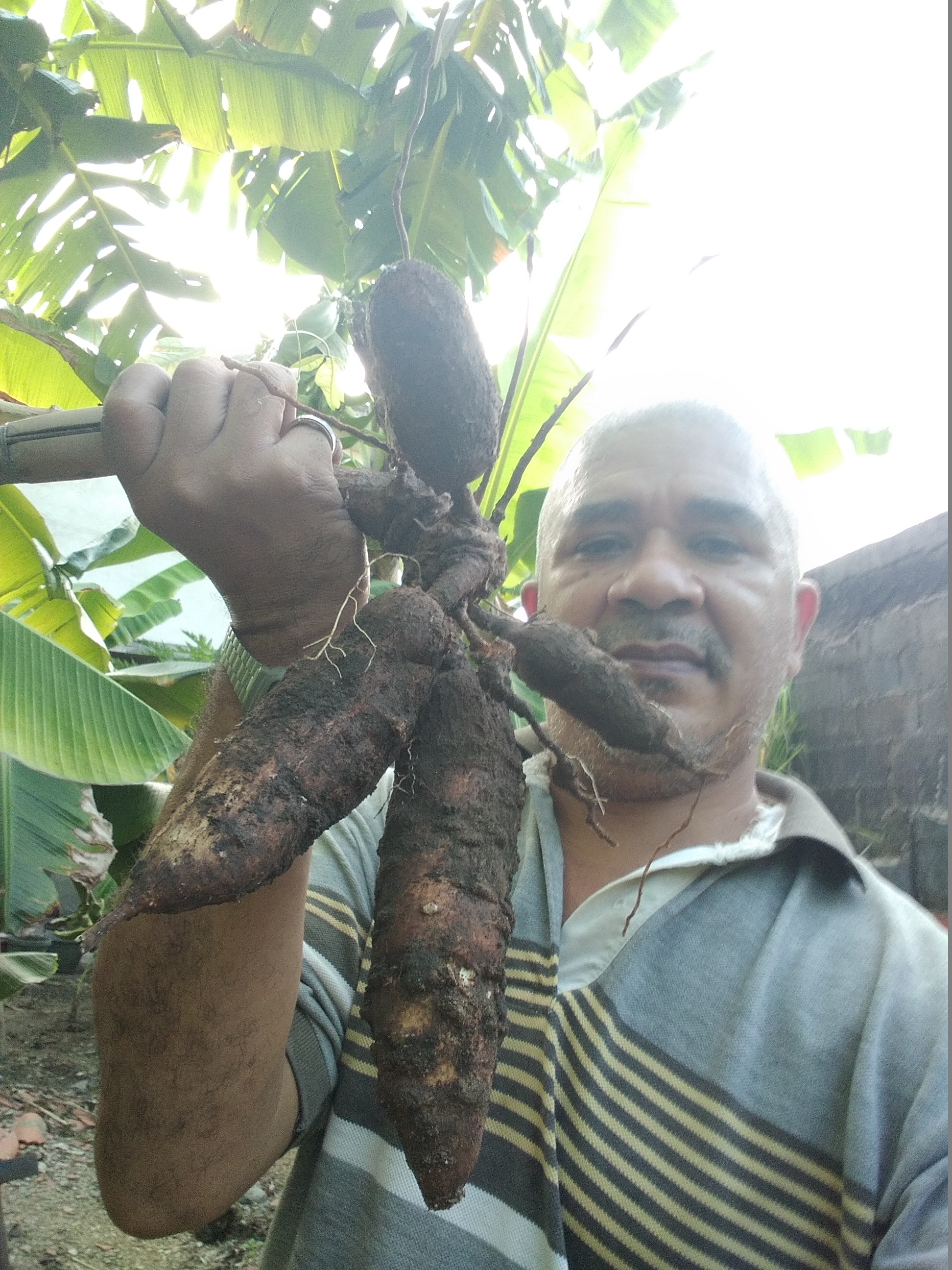 lo que tenia el palo de yuca.jpg
