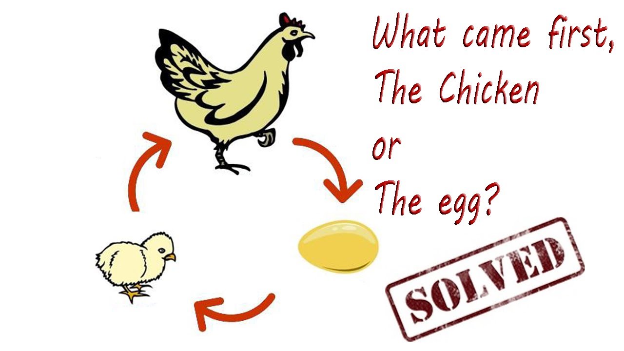 Что появилось первее курица. Egg курица. Курица или яйцо. Парадокс курицы и яйца. Eggs come from Chickens.