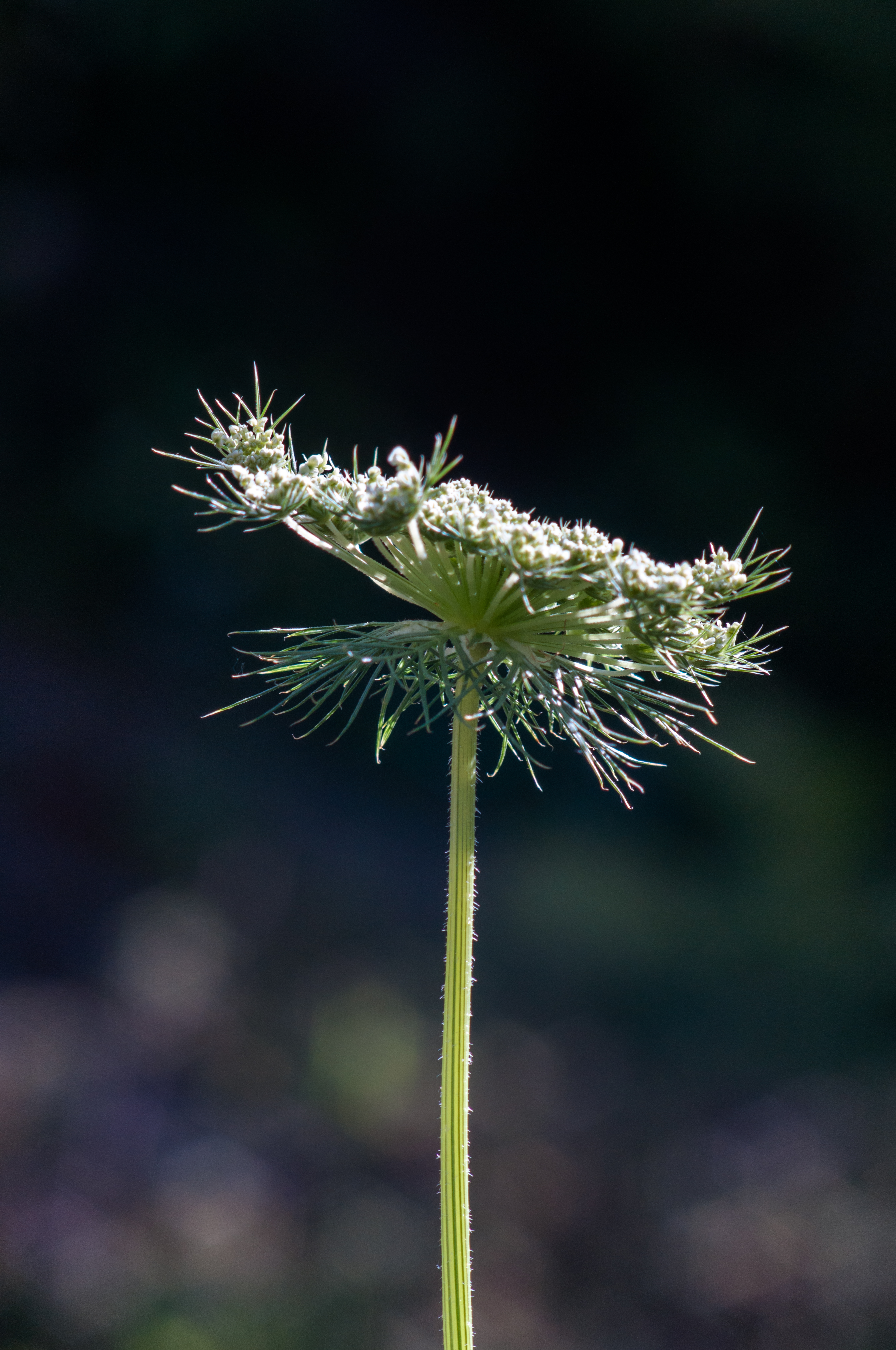 big-09439.jpg