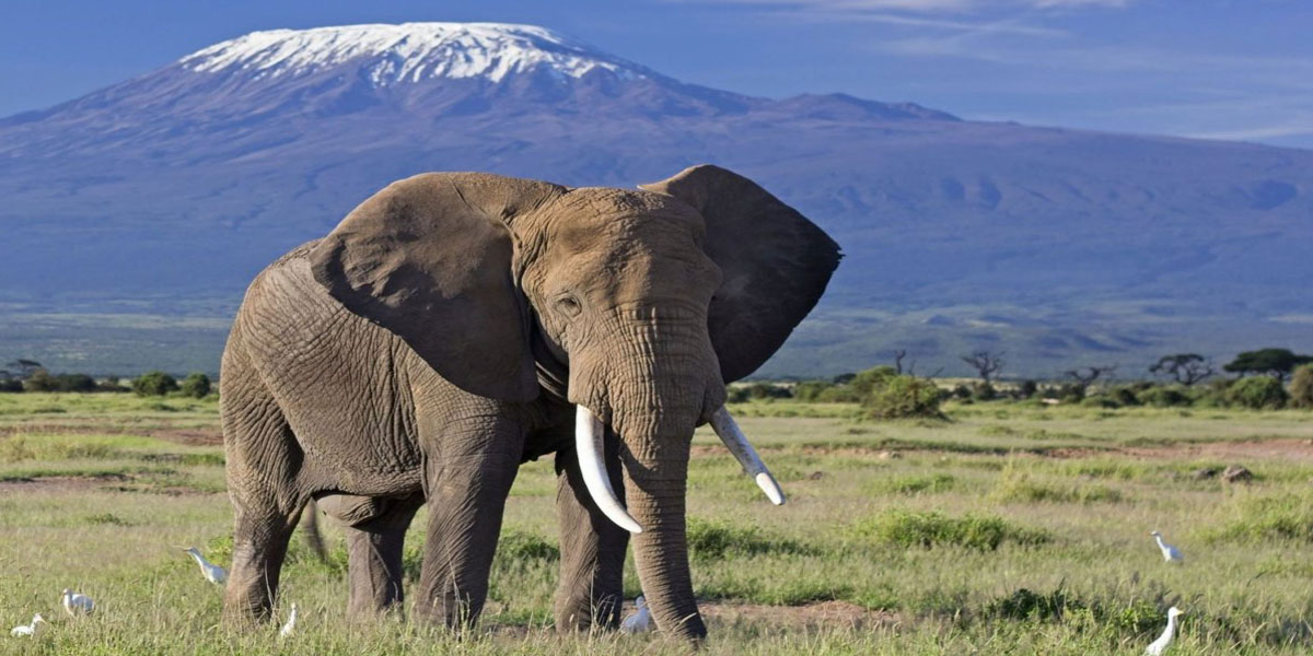Amboseli .jpg