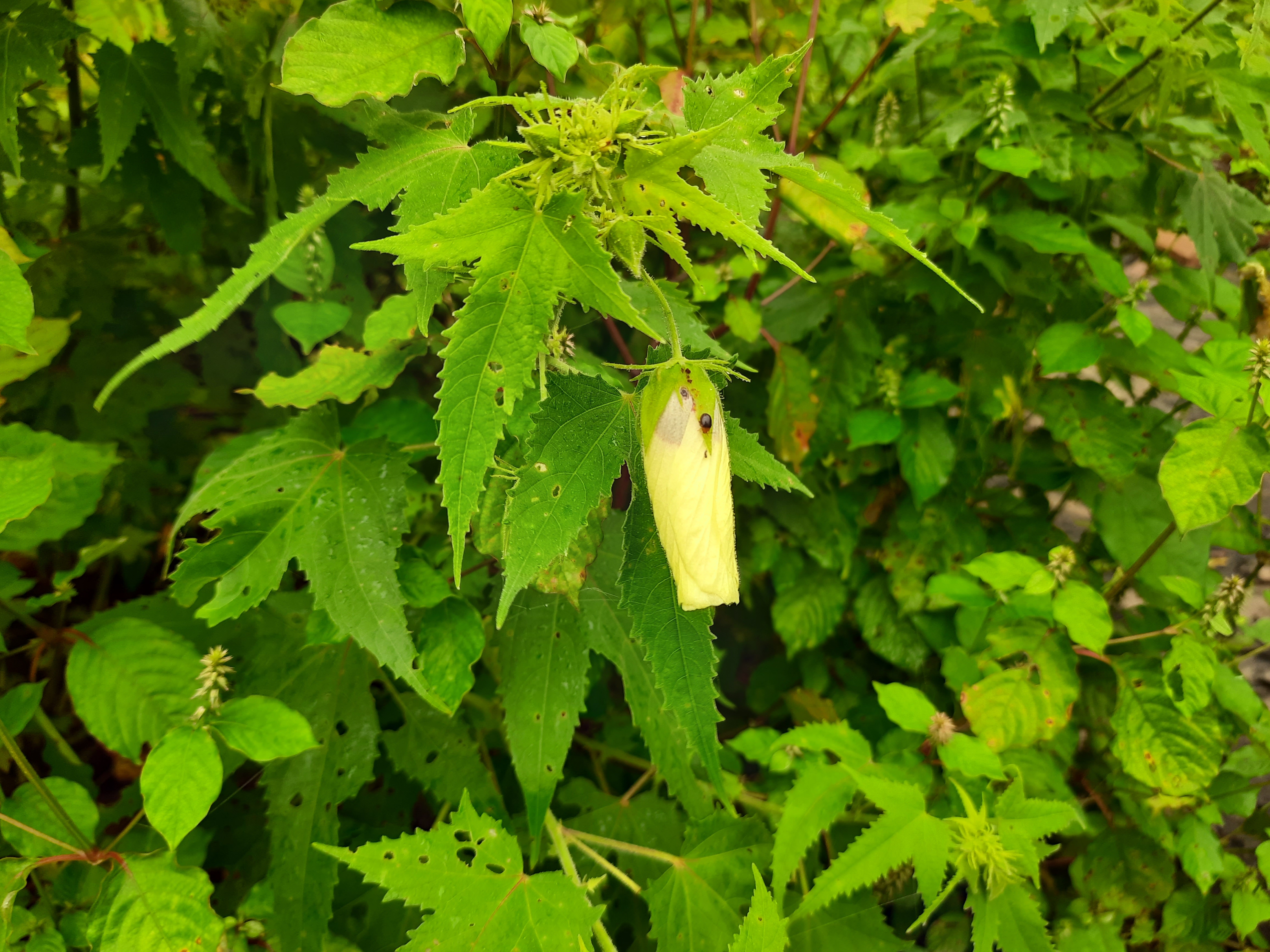 20210910_073041.jpg