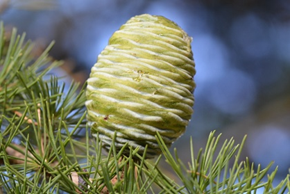 piña del cedro.png
