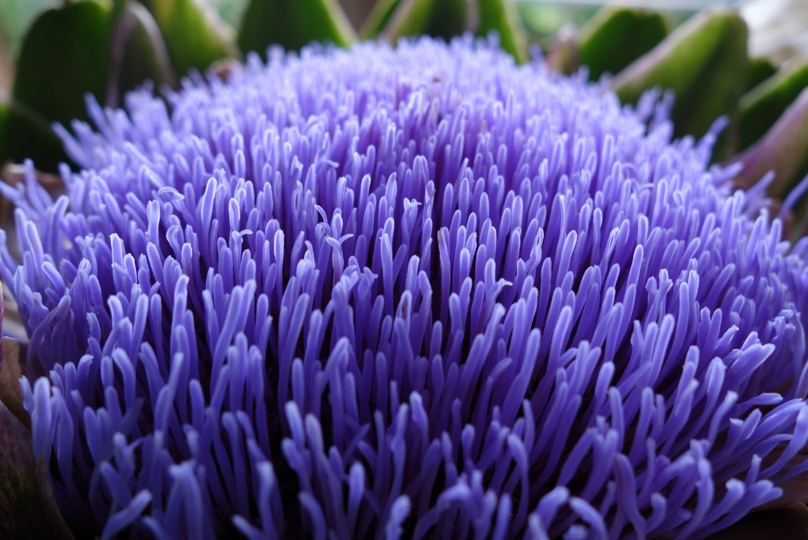 Artichoke.jpg