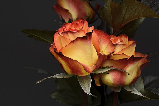 rose-3063284_640 (1).jpg