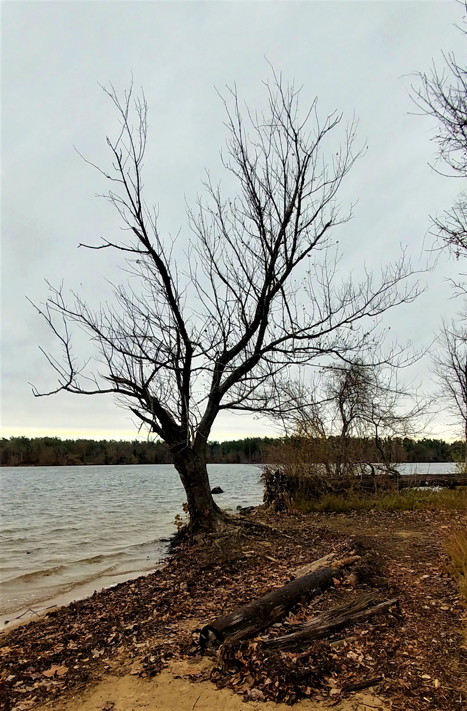 treetuesday11-19-19-6ok1.jpg