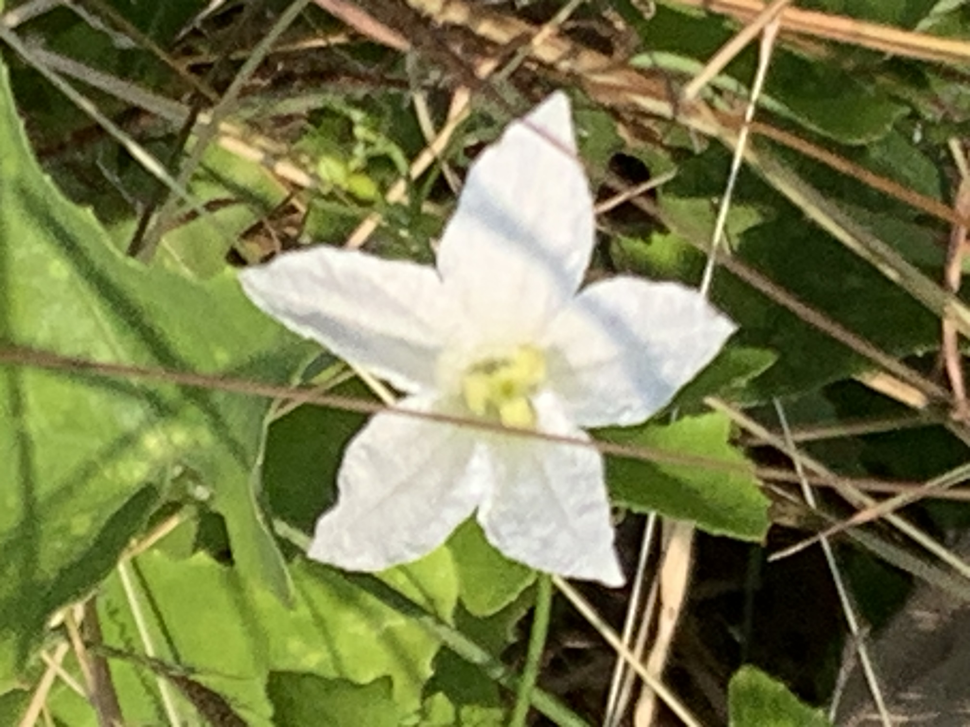 Gorgeous white wildflowers9.jpg