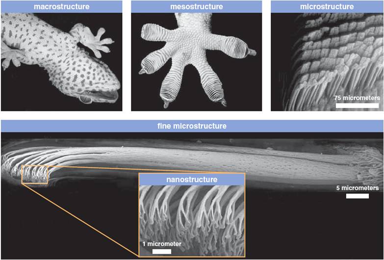gecko feet.jpg