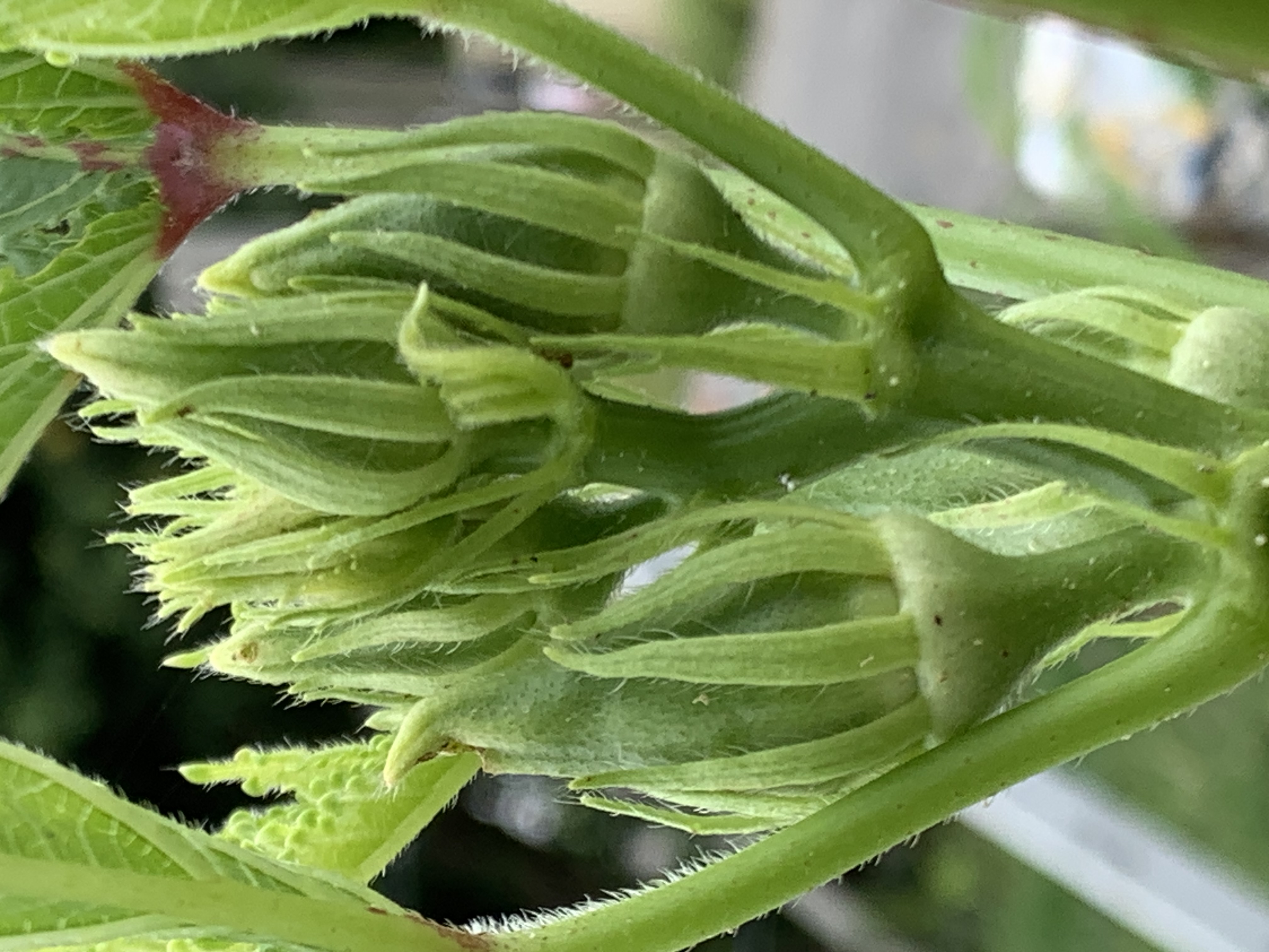 vegetable5.jpg