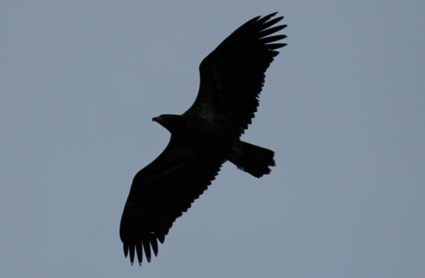 Screen Shot 2020-04-11 at 8.50.24 PM.png