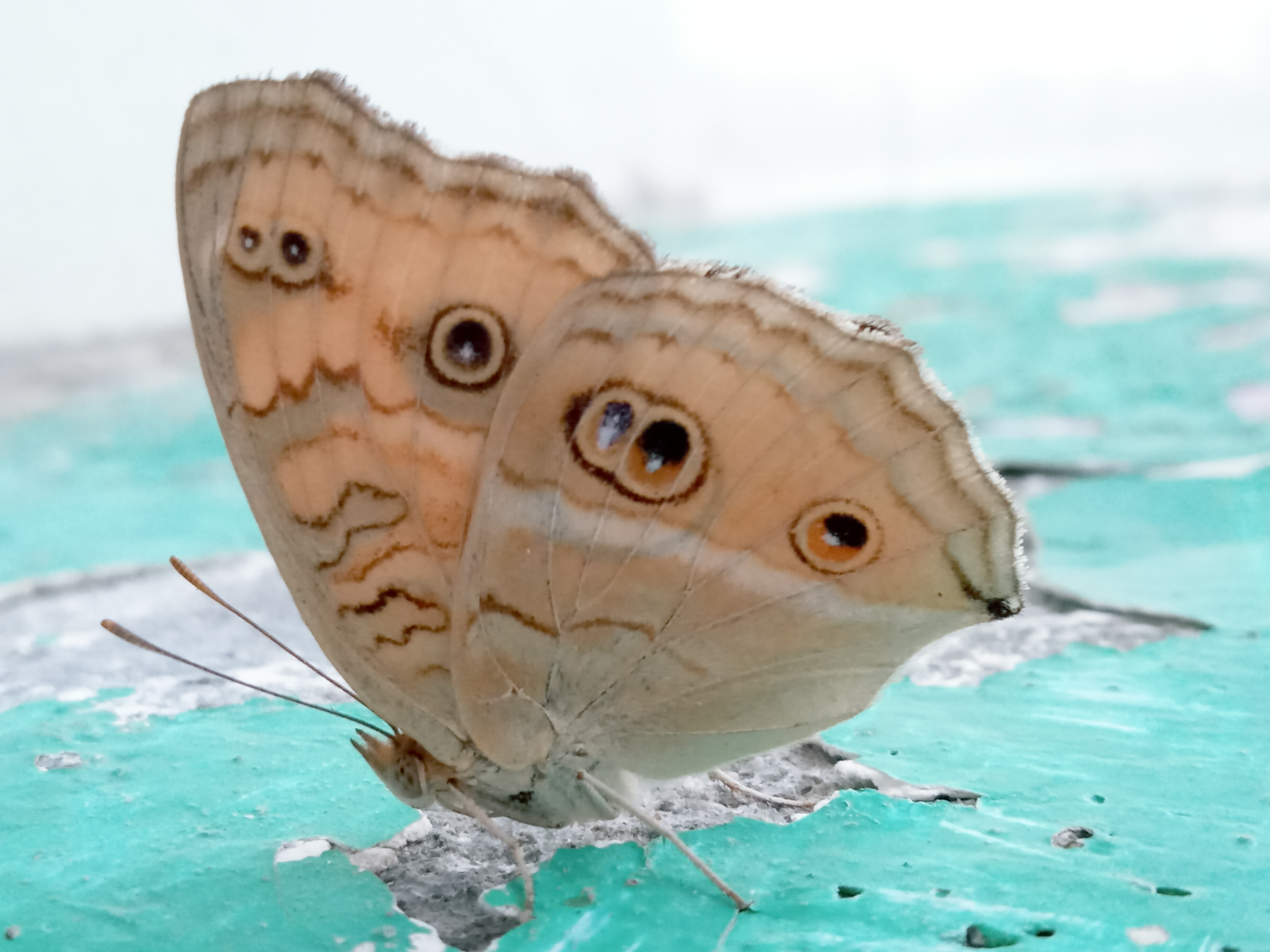 butterfly.