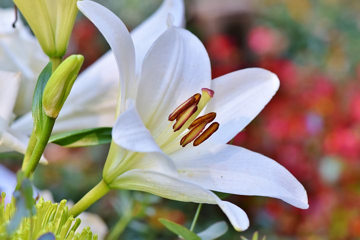 lily-3763573__480.jpg