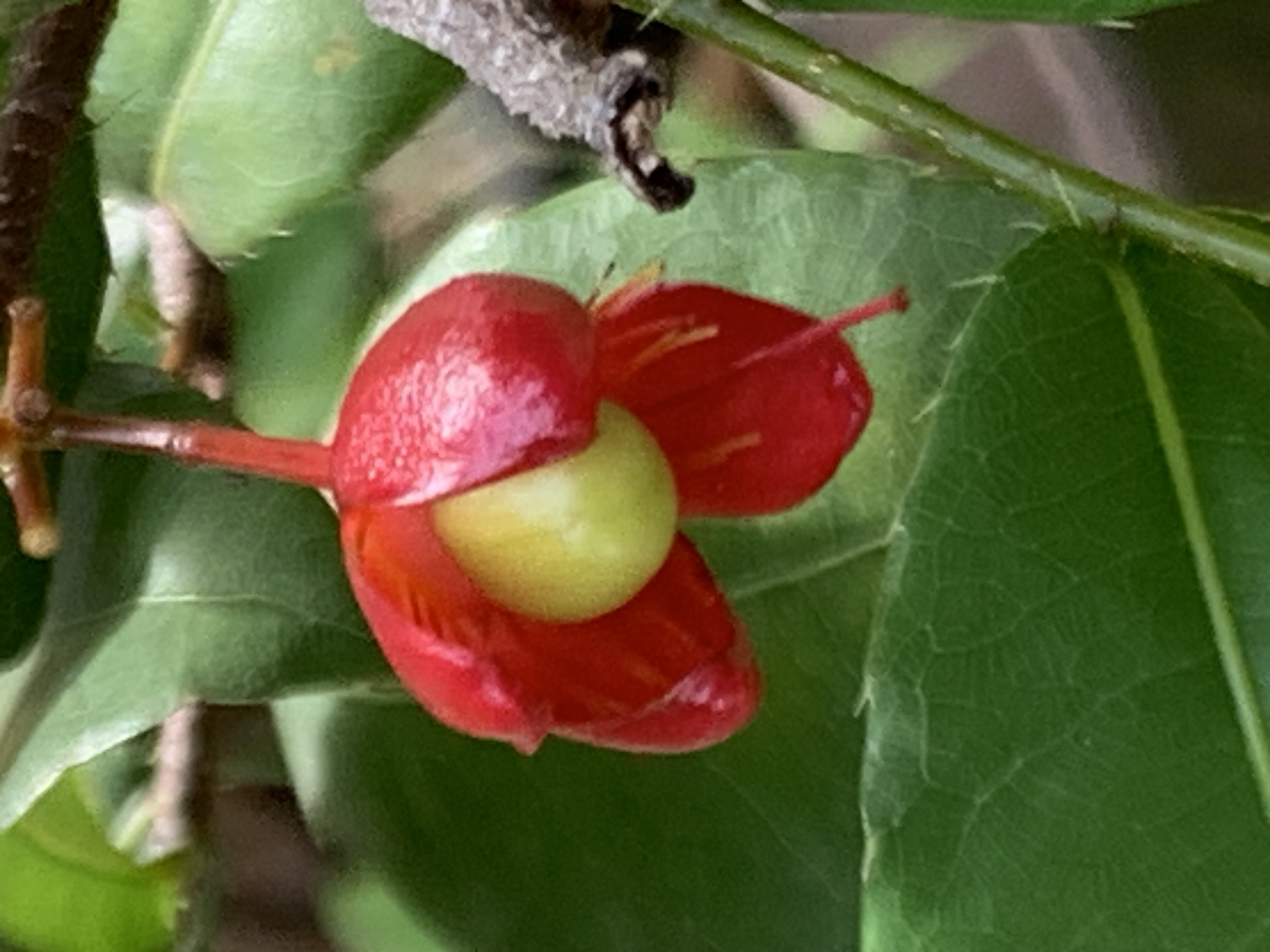Mickey Mouse Plant3.jpg