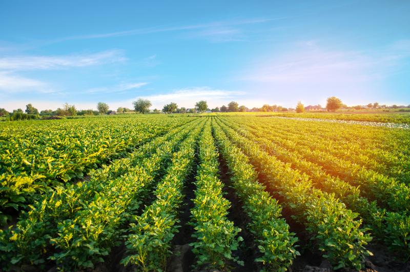 potato-plantations-grow-field-vegetable-rows-farming-agriculture-landscape-agricultural-land-crops-potato-plantations-123313972.jpg