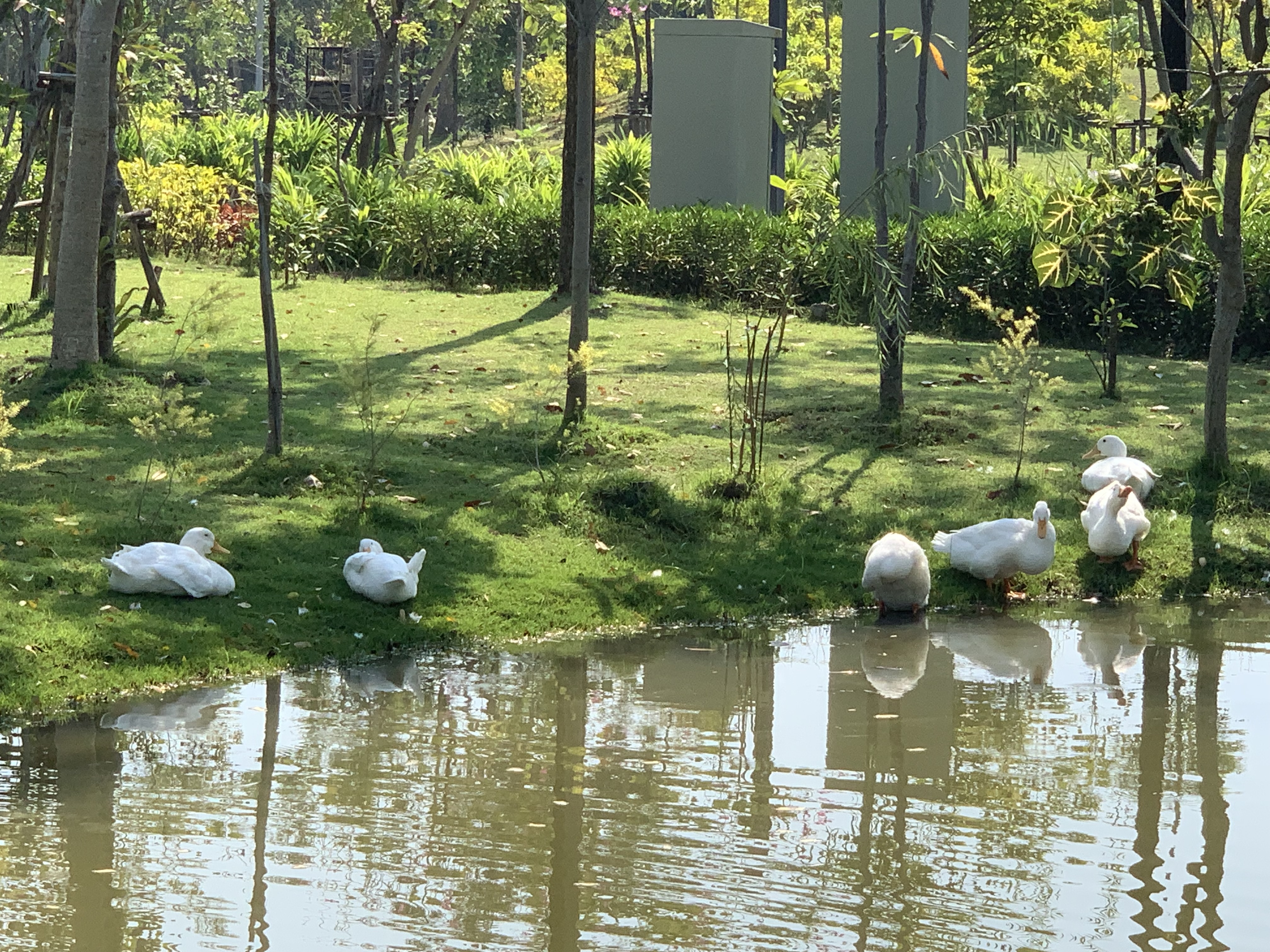 Queen Sirikit Park113.jpg