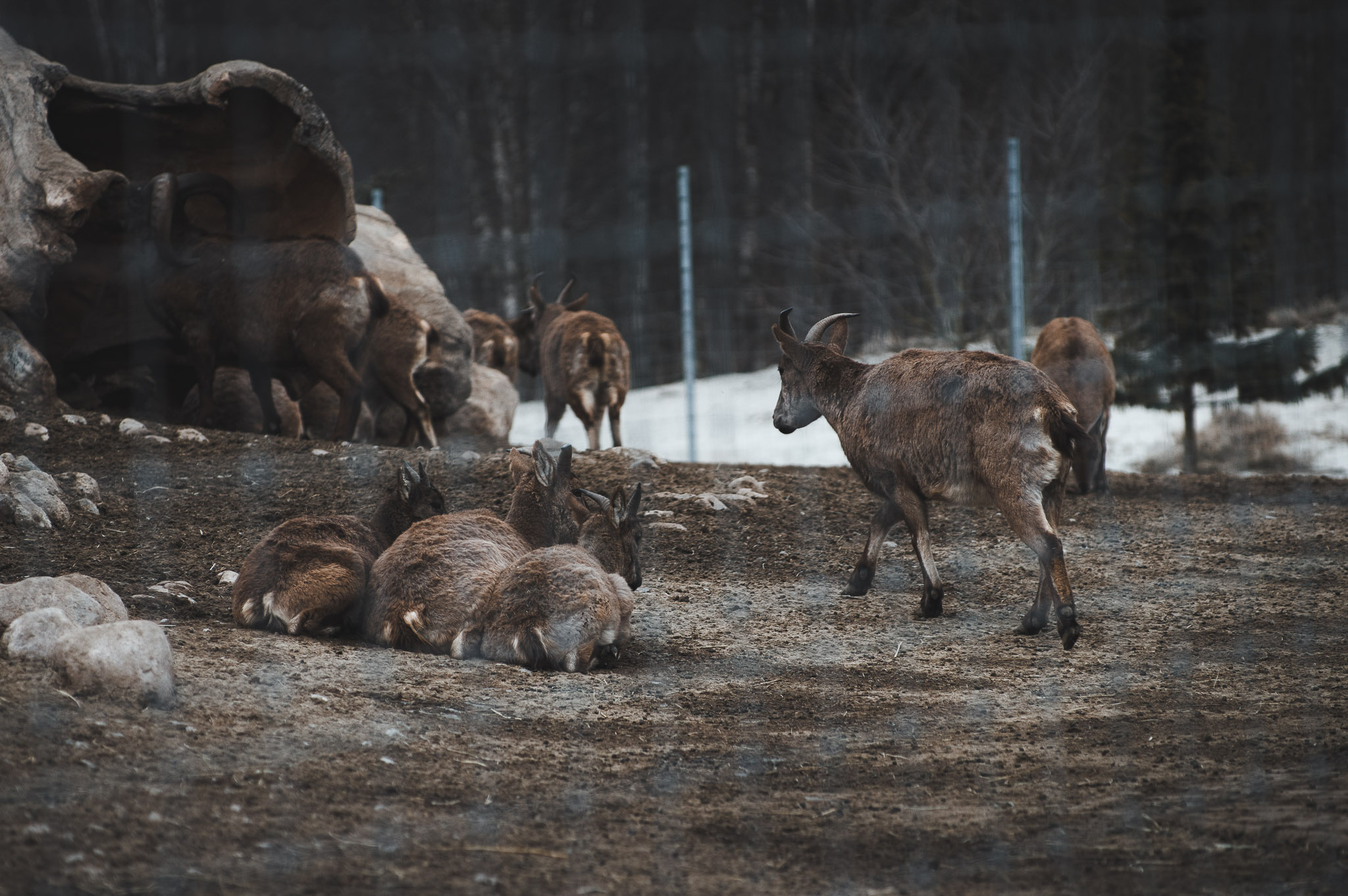 0100IMGP1113ccMarch 02, 2019.jpg
