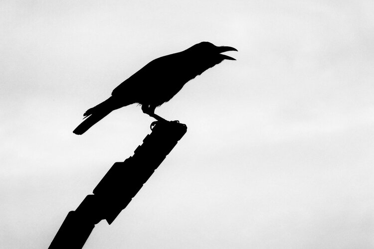 Clever+crow+story+in+English.jpg