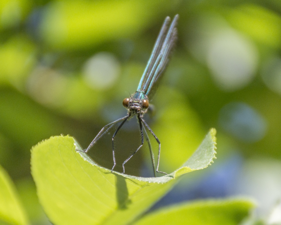 DSC_6706-1.JPG