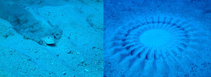 073119_sm_pufferfish_inline2_730.jpg