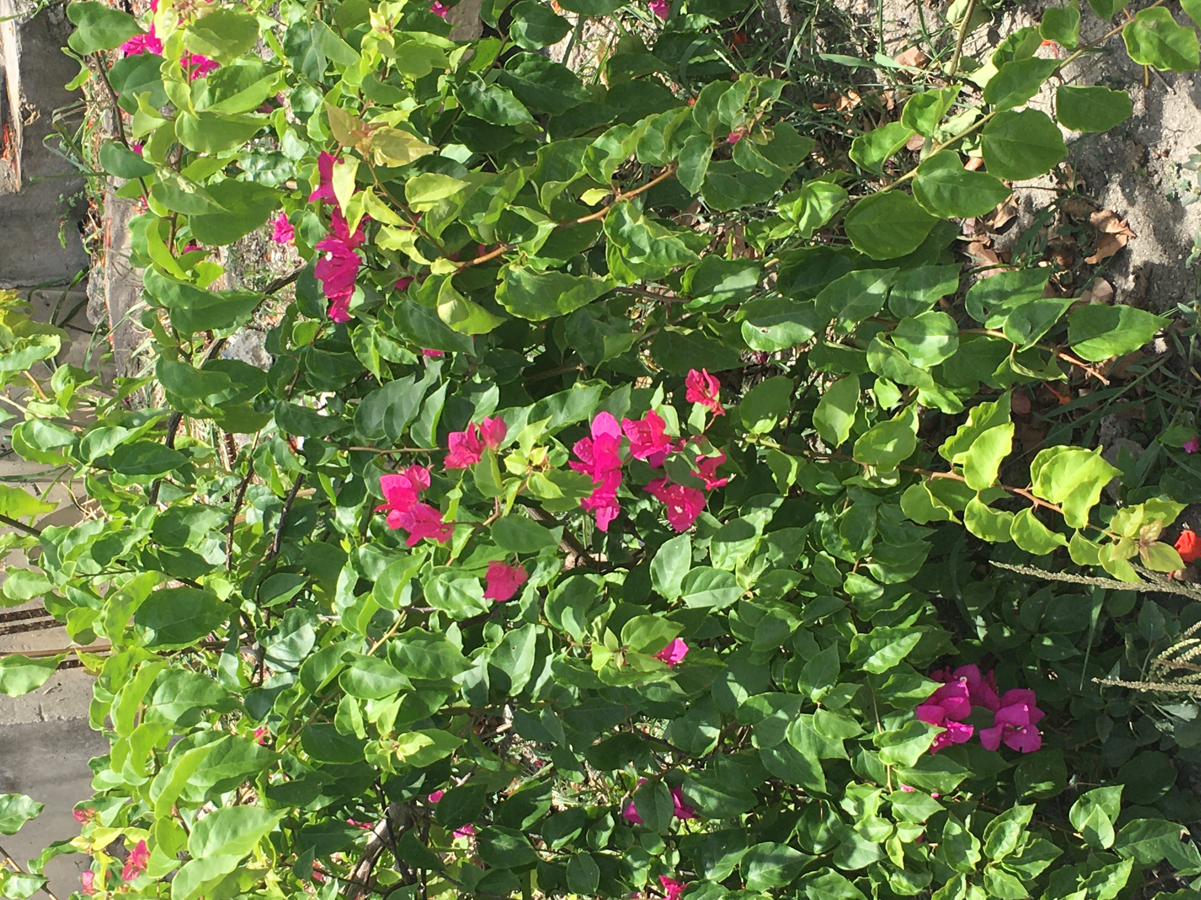 48C80275-160C-48CF-AE22-DAEBC098E60C.jpeg
