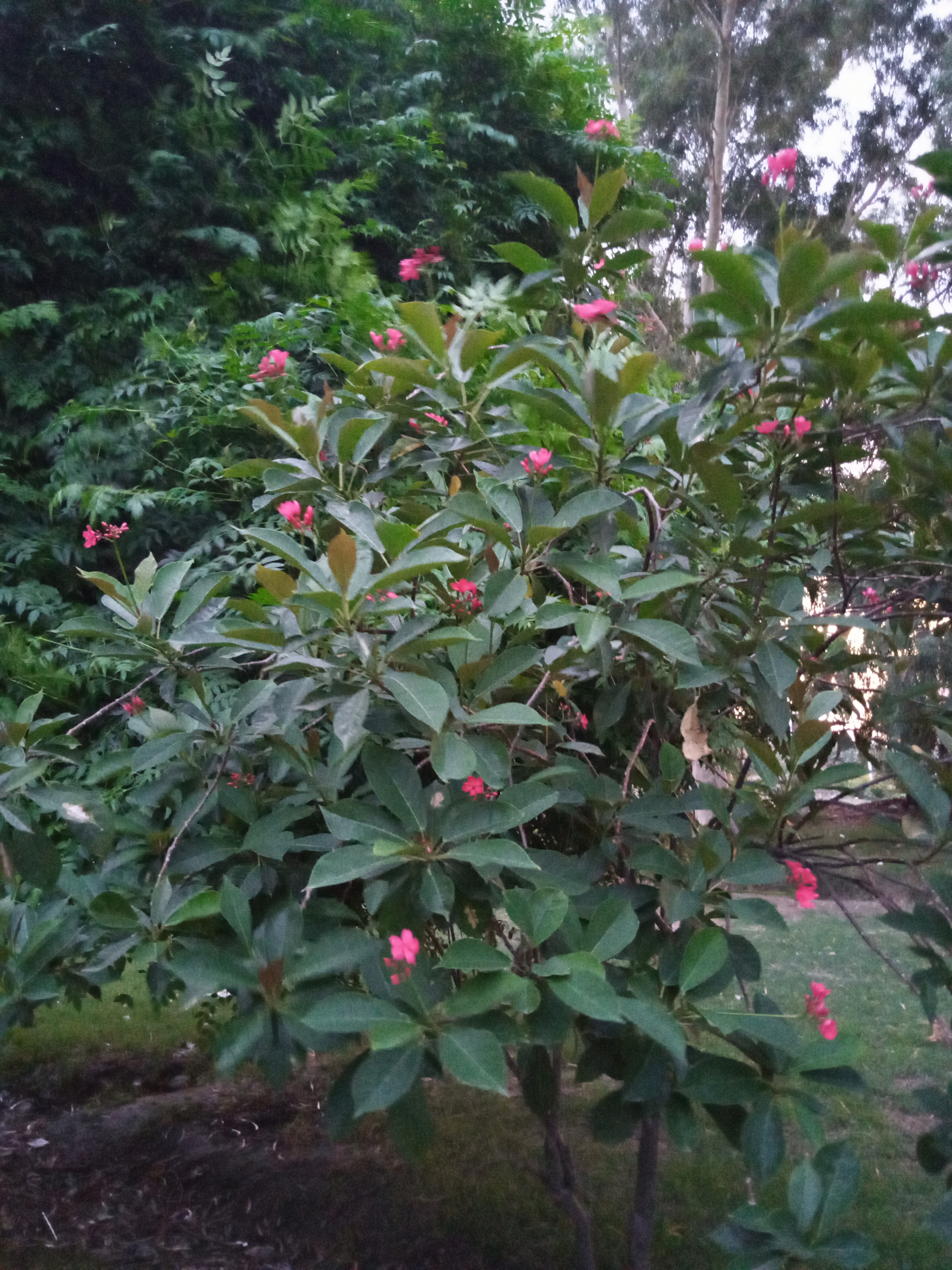 IMG_20210807_190628_586.jpg