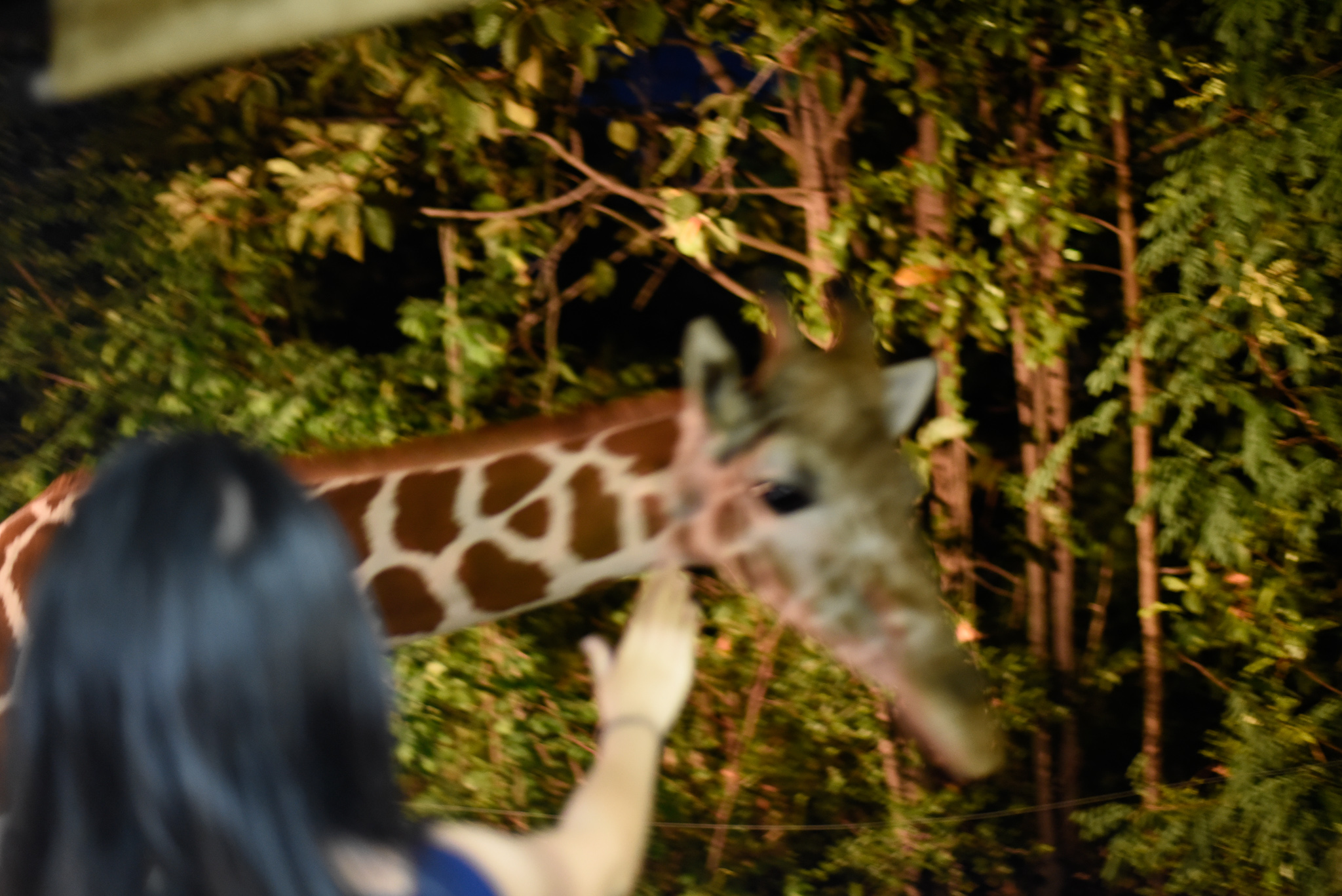 _DSC0889.jpg