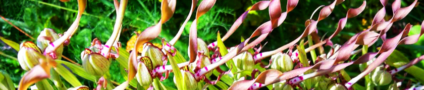 Orchide_Streifen (2).jpg