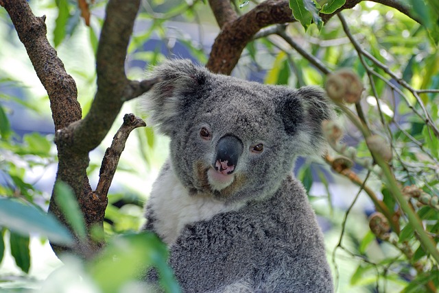 koala-2363007_640.jpg