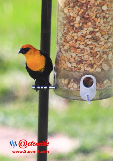 Yellow-headed Blackbird PFW38.jpg
