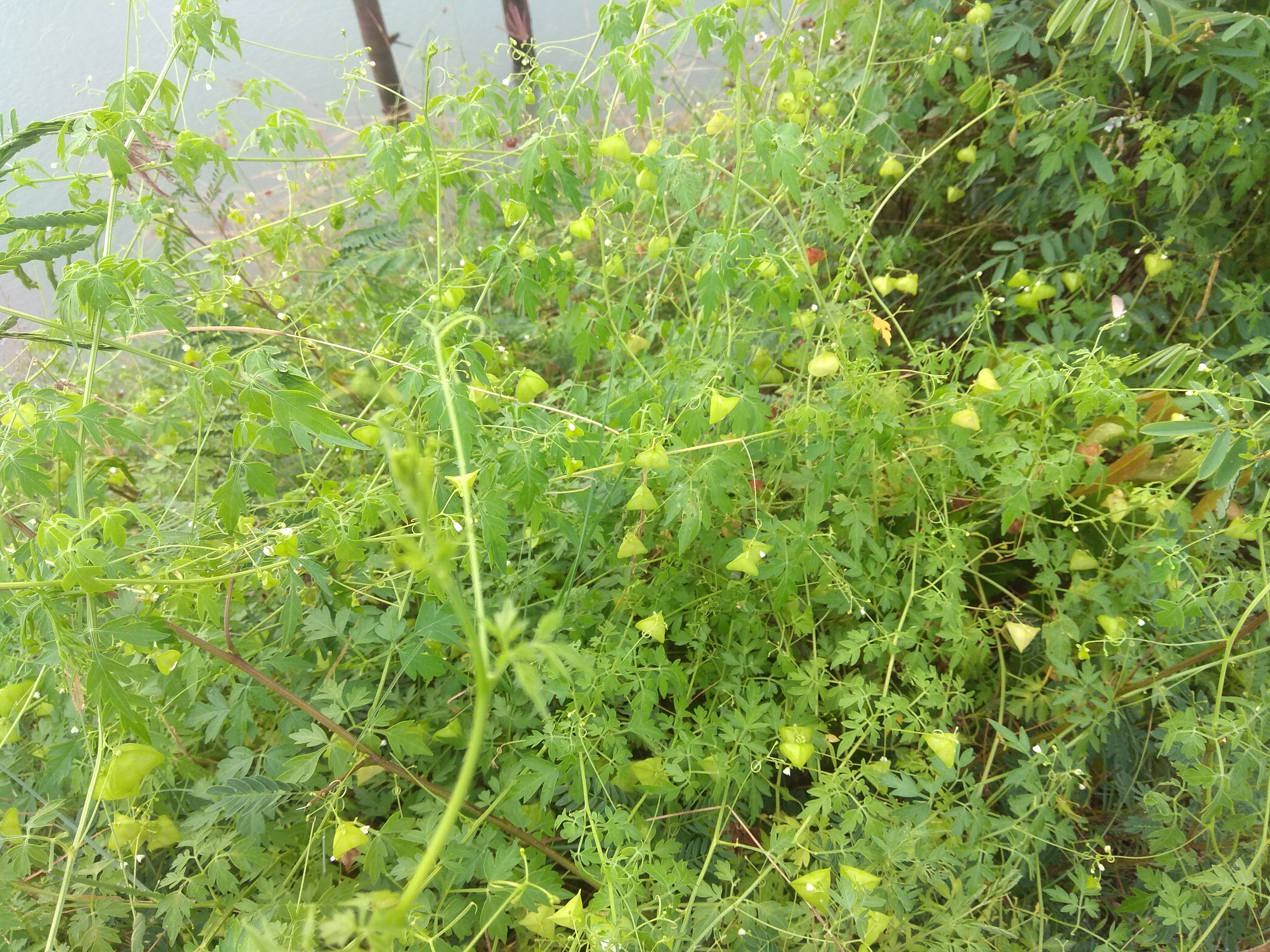 IMG_20200503_163458.jpg