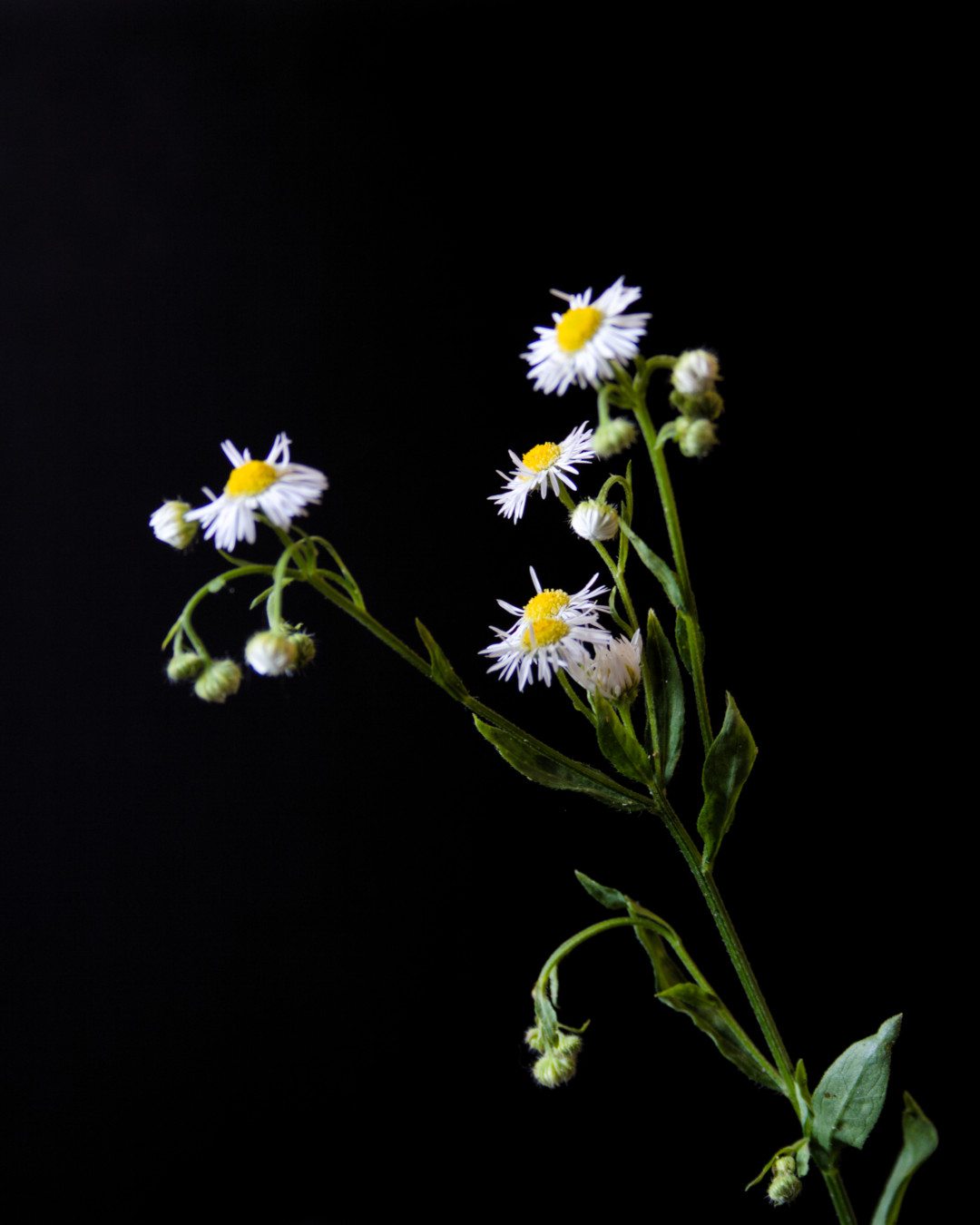 Annual fleabane 