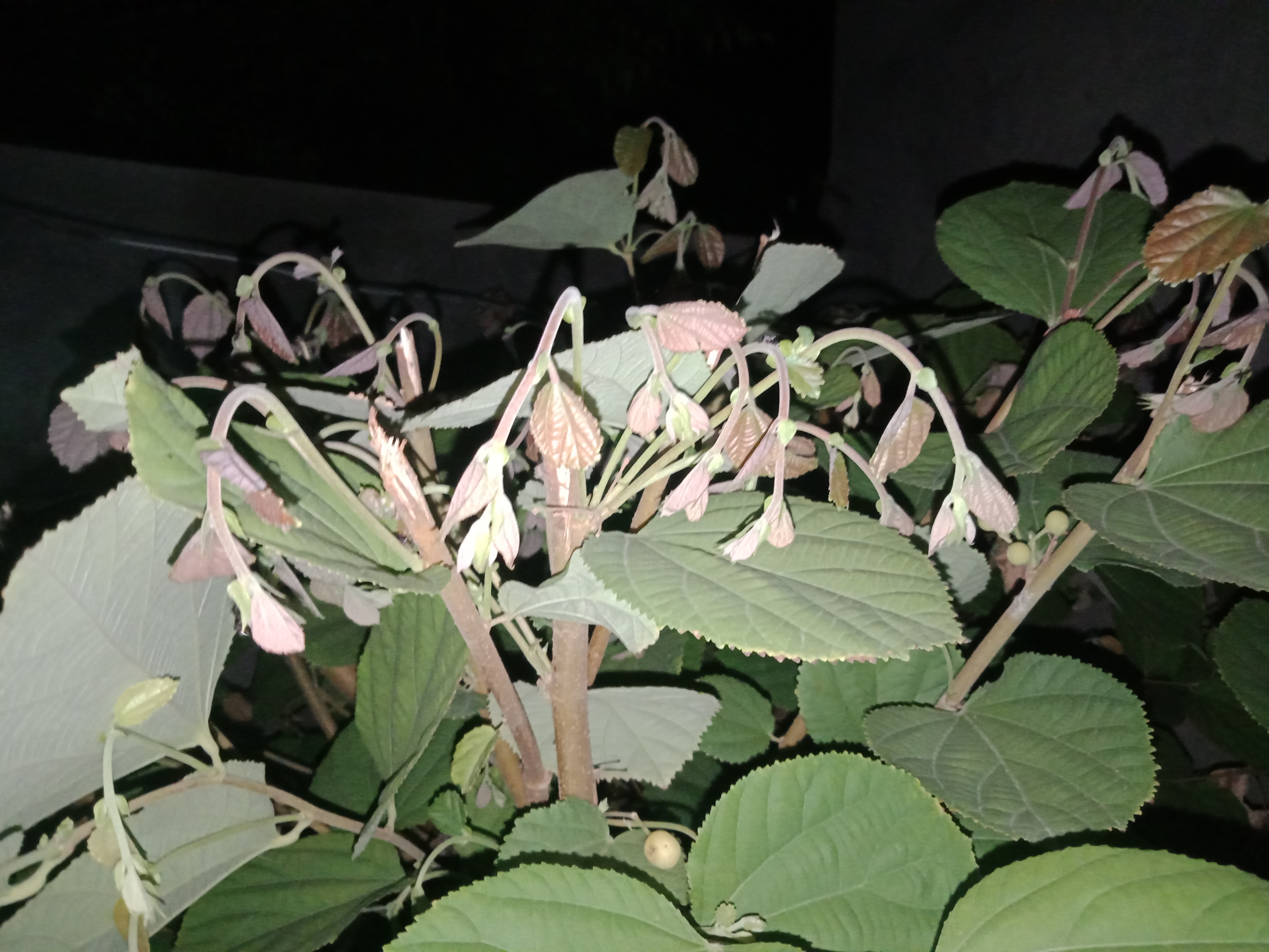 IMG20210910211339.jpg
