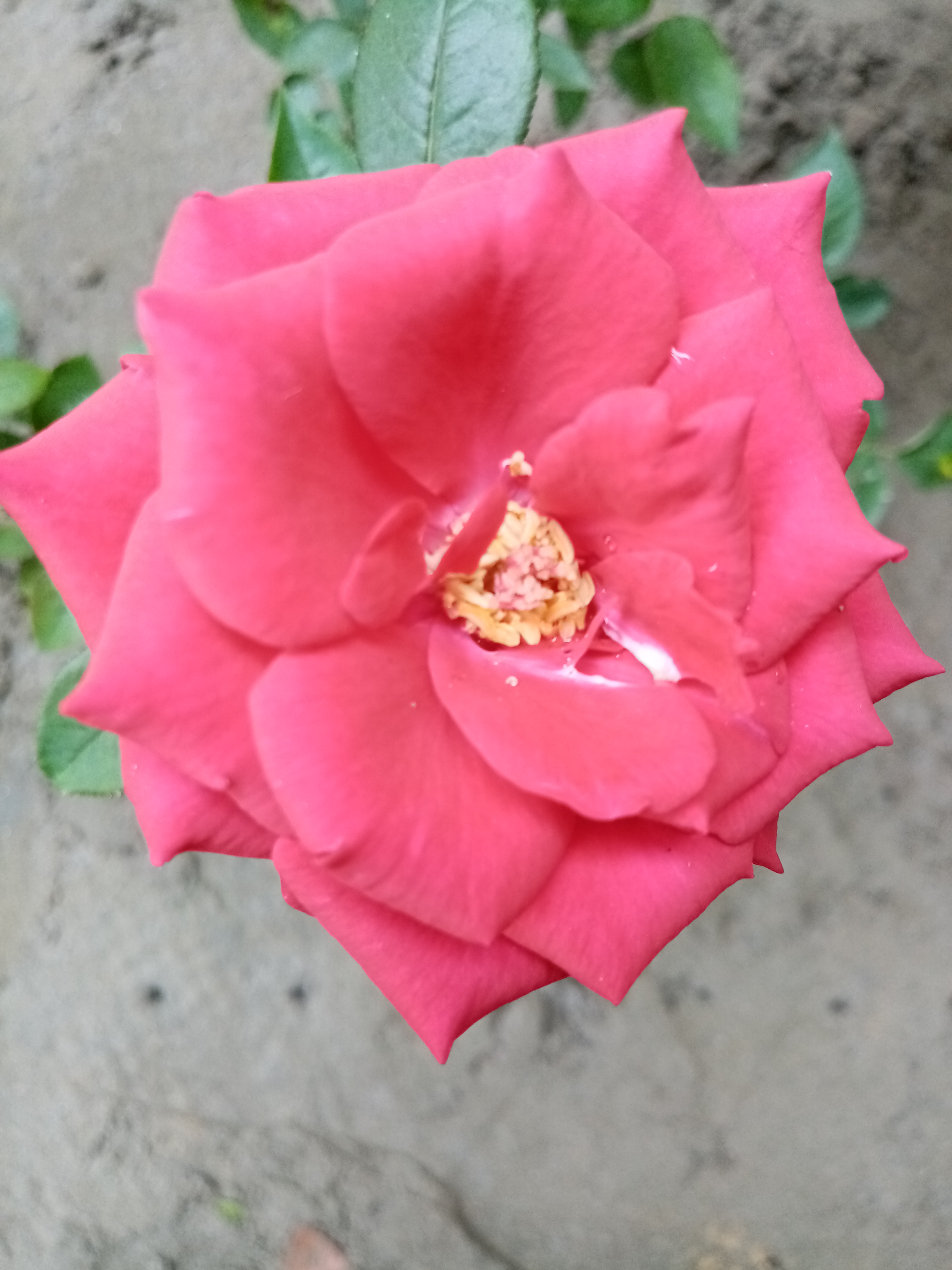 IMG_20201202_113933.jpg