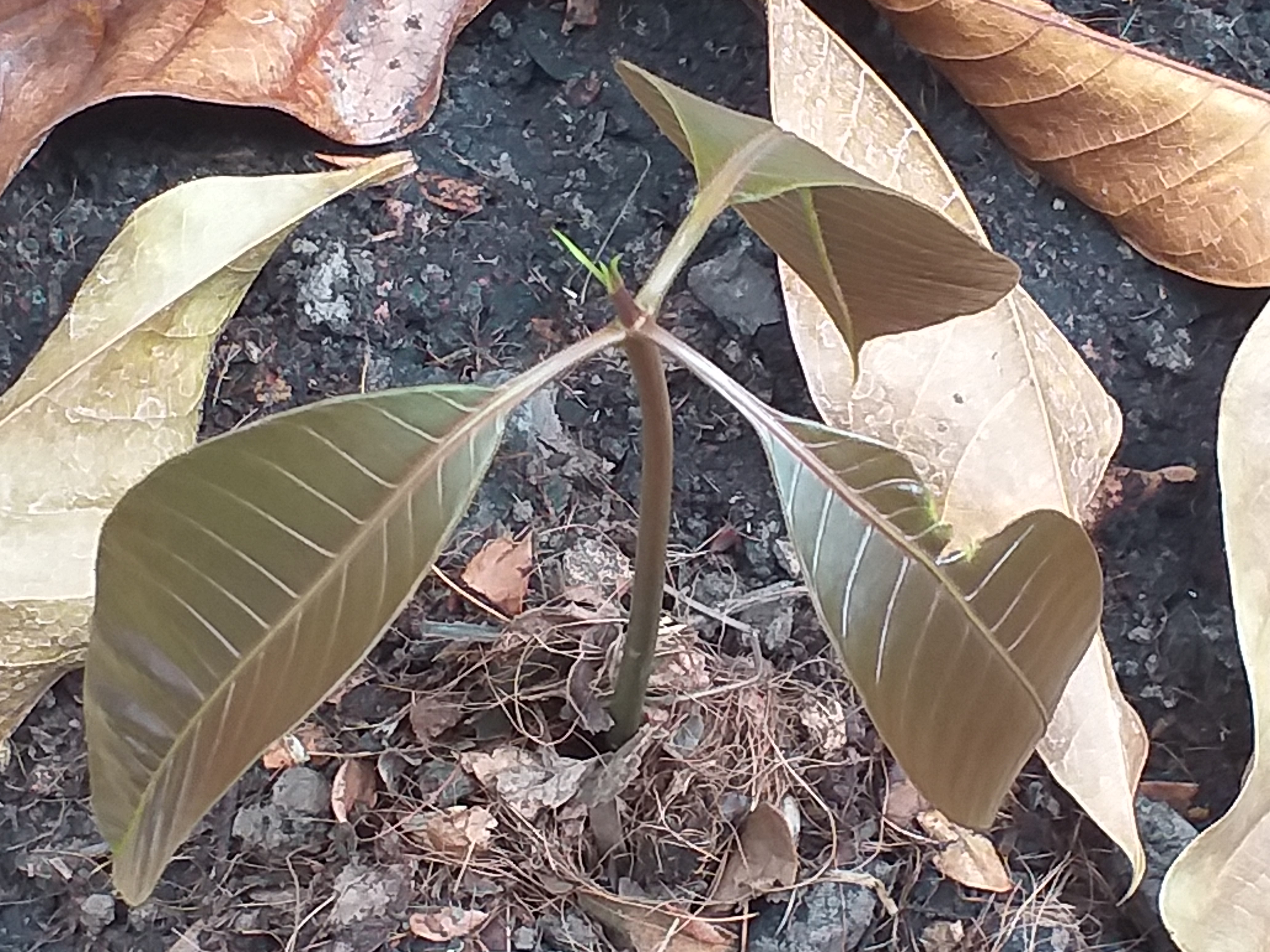 my garden703.jpg