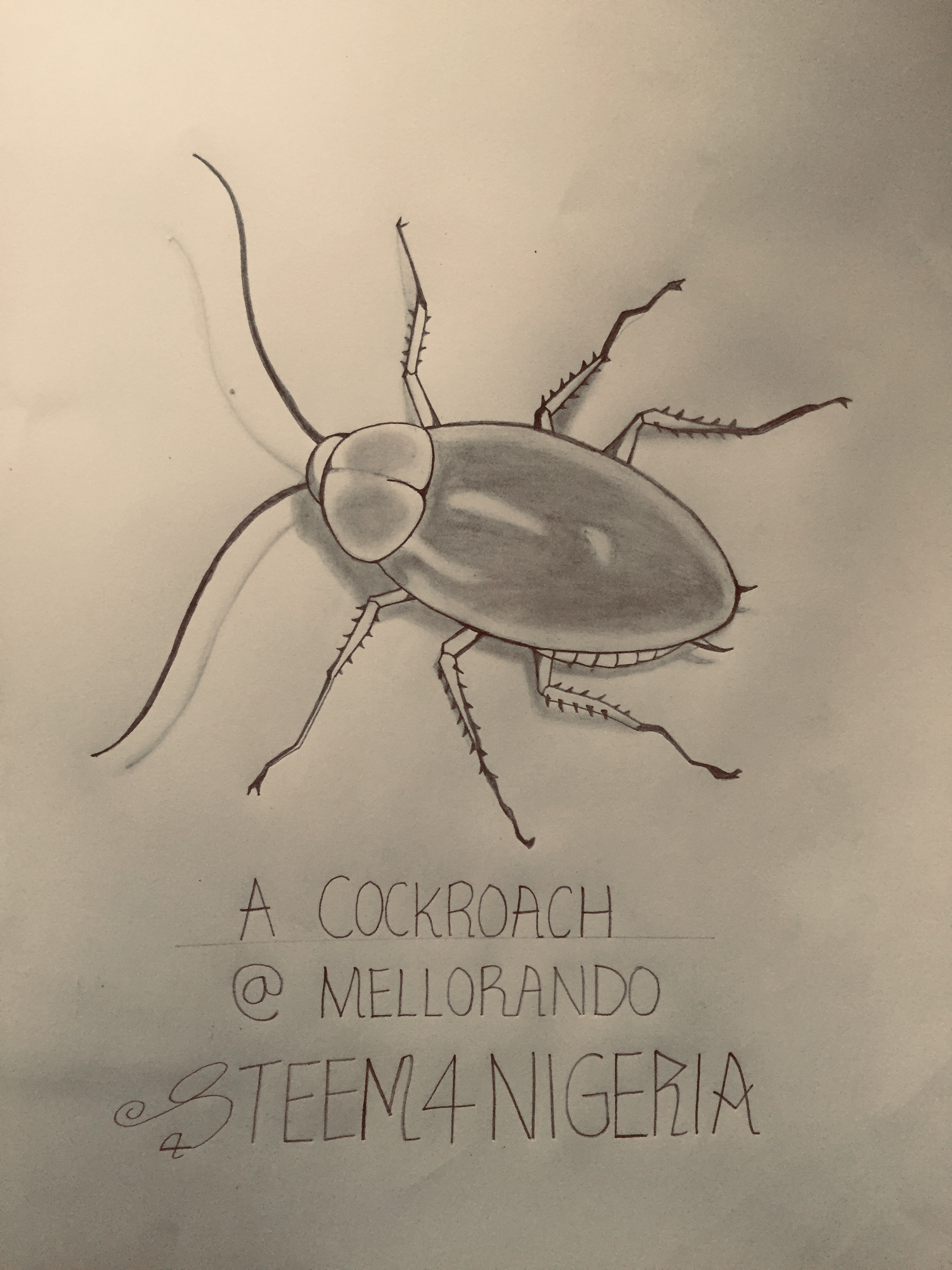 Cockroach Pictures Drawing