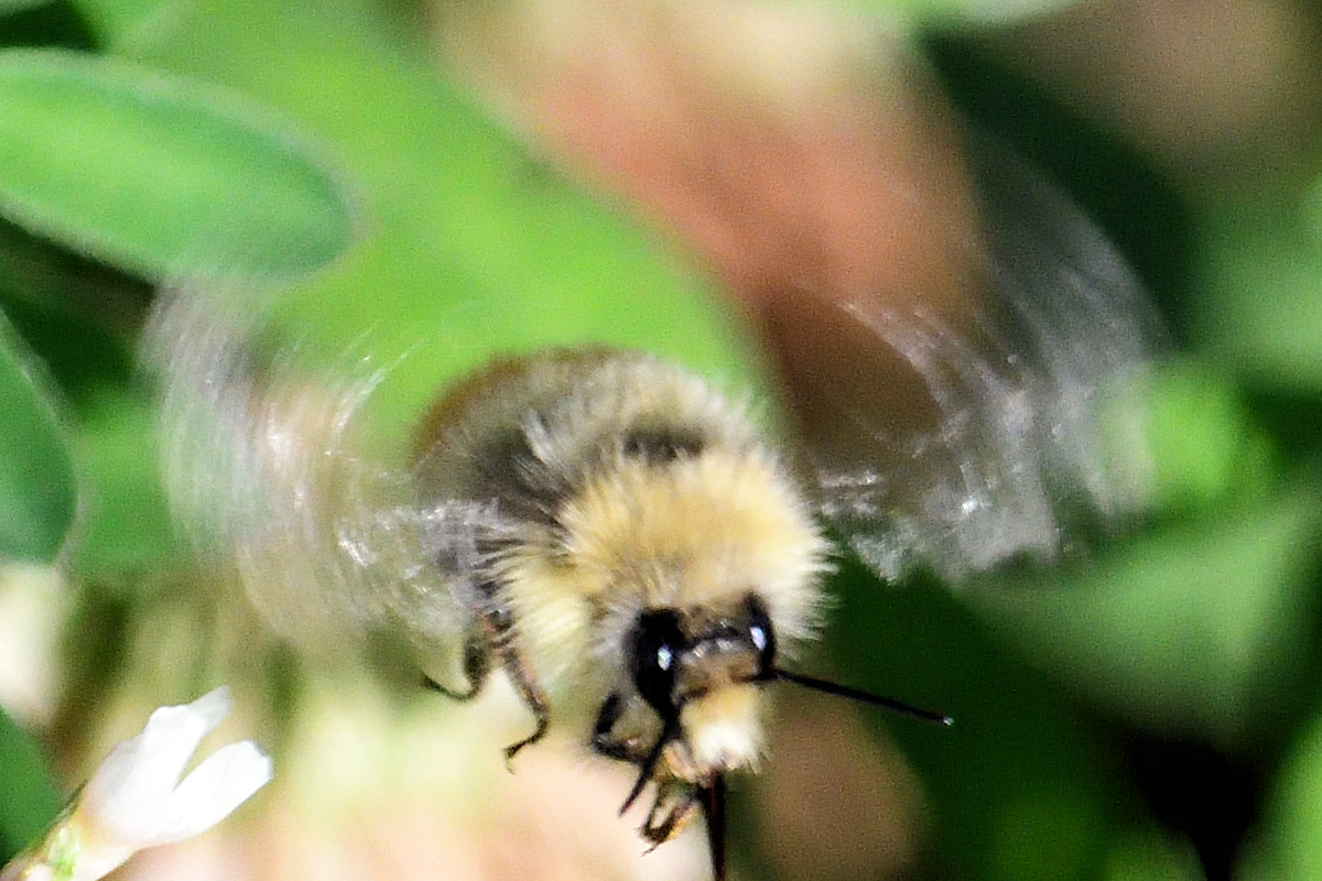 DSC_7745_01 cropped bee.jpg