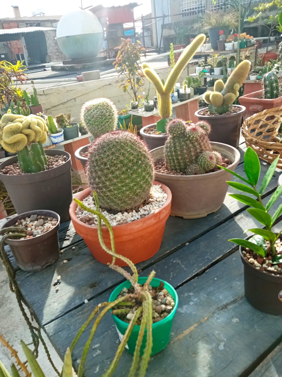 cactus2.jpg