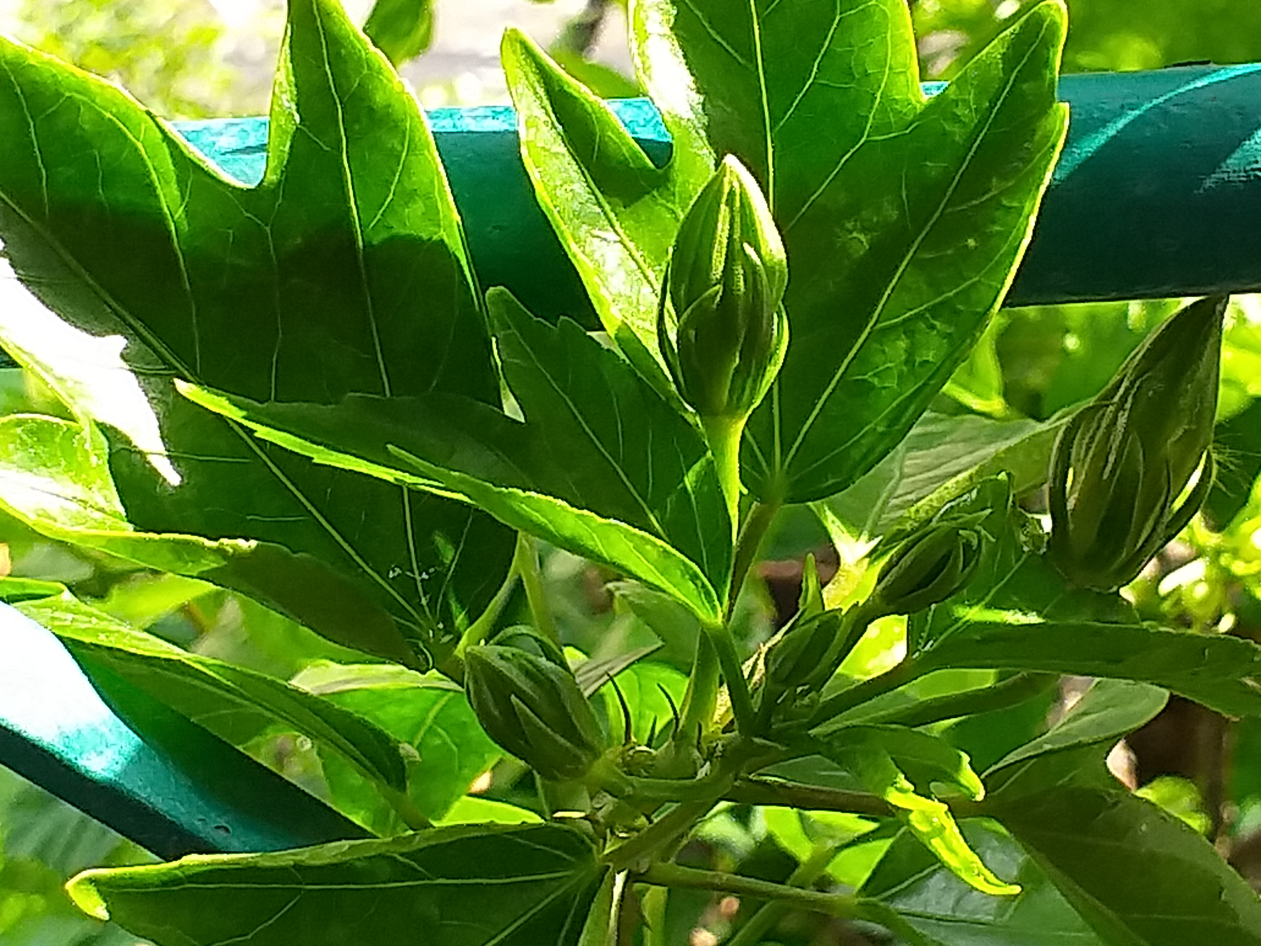 my garden52.jpg