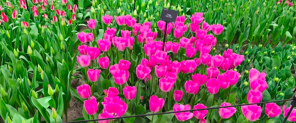 keukenhof1.png