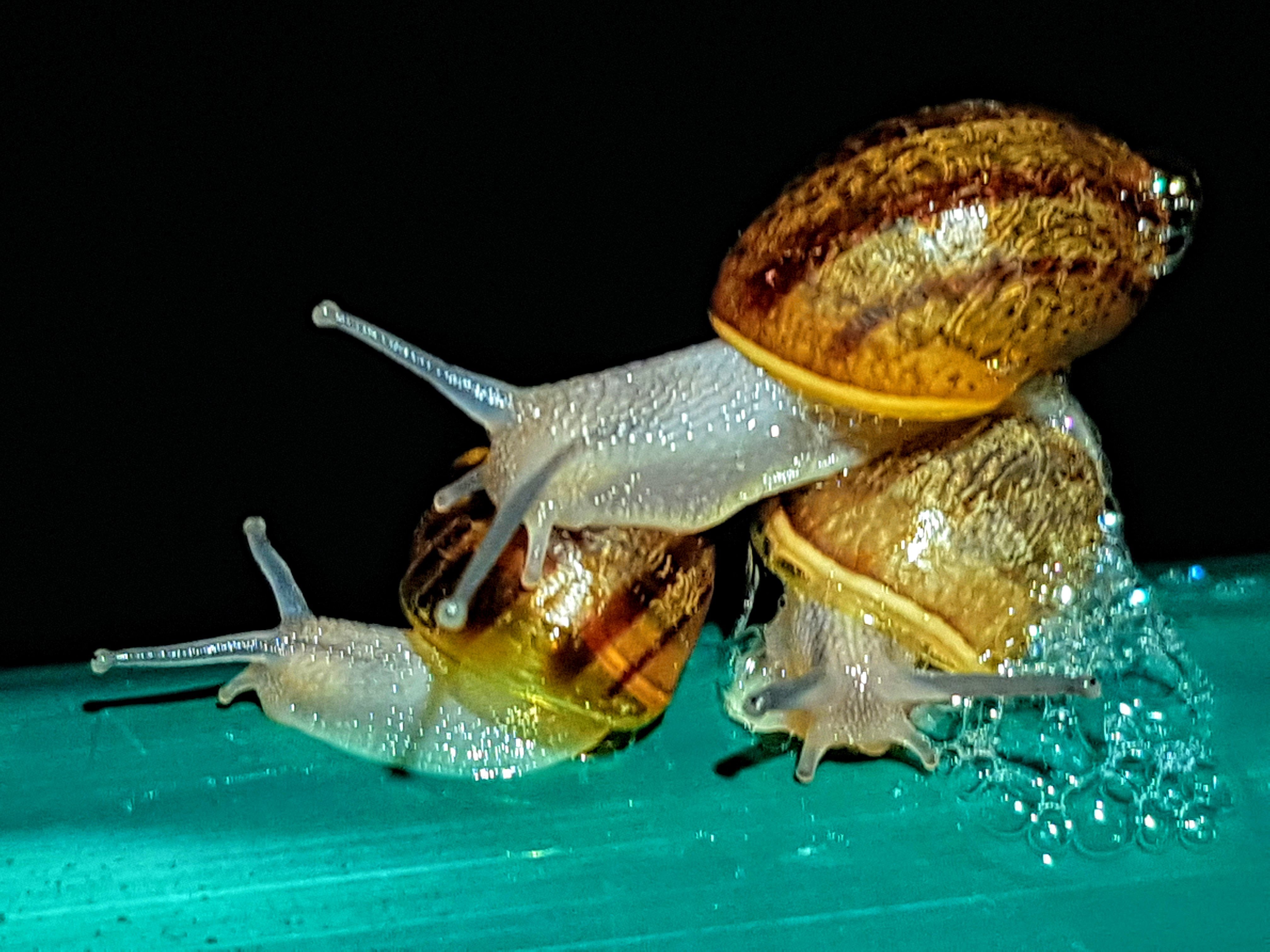 Eating Garden Snails Australia Fasci Garden