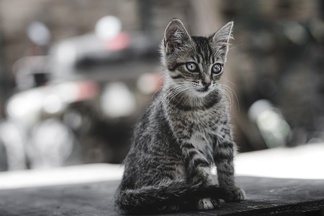 cat-6536684_640.jpg