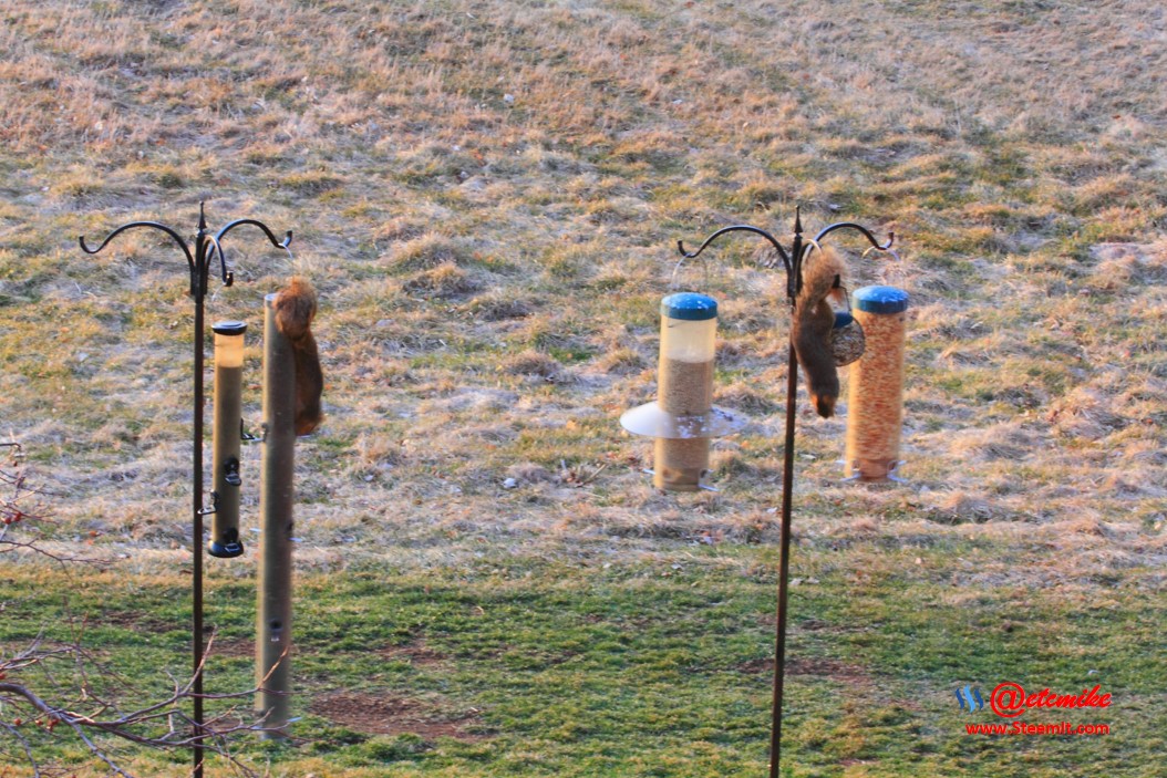 Squirrels PFW20-0029.JPG
