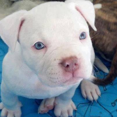 Los Pitbull Pequenos Son Tan Adorables Luimari Steem Goldvoice Club