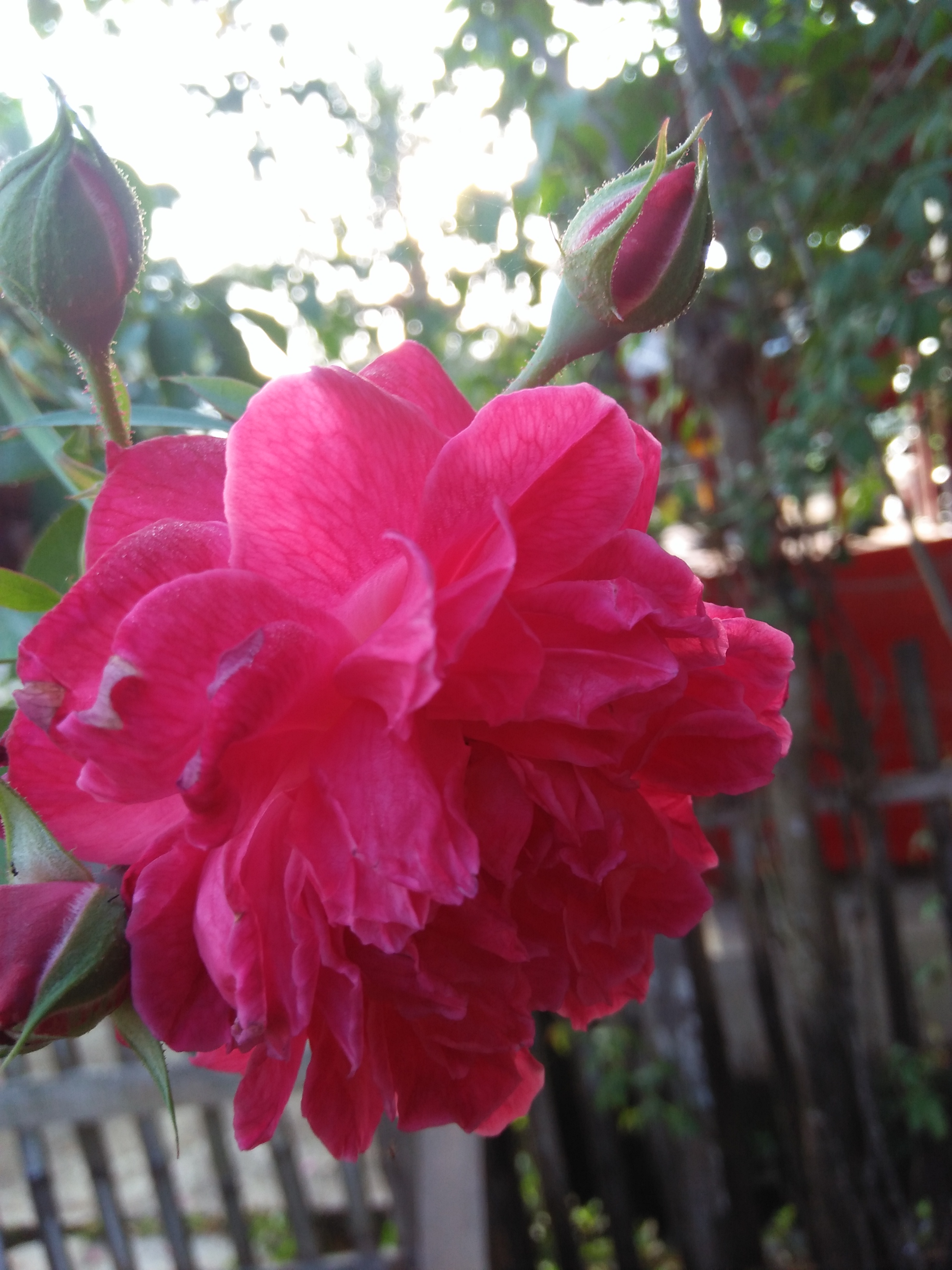 IMG20210622073533.jpg