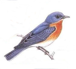 bird4.jpg