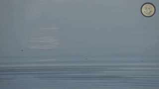 DogFetch.gif