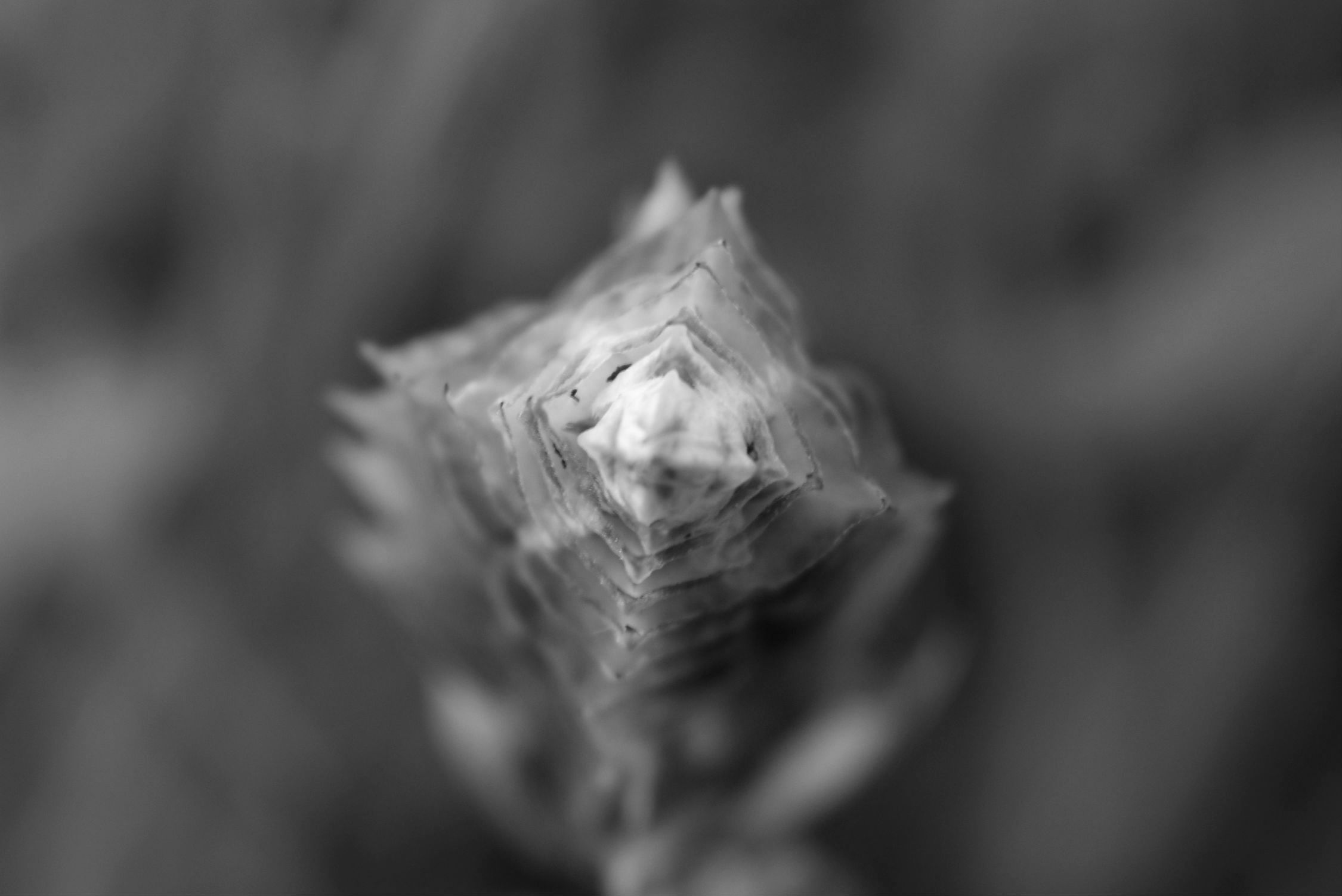DSC_8786.jpg
